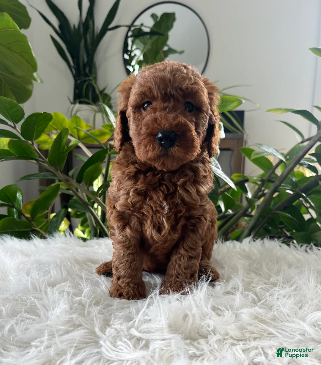 Mini Goldendoodle dogs for sale: Evelyn  - Ad 1