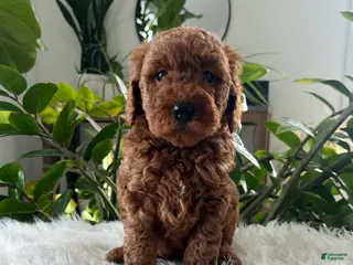 Mini Goldendoodle dogs for sale: Evelyn - Ad 1