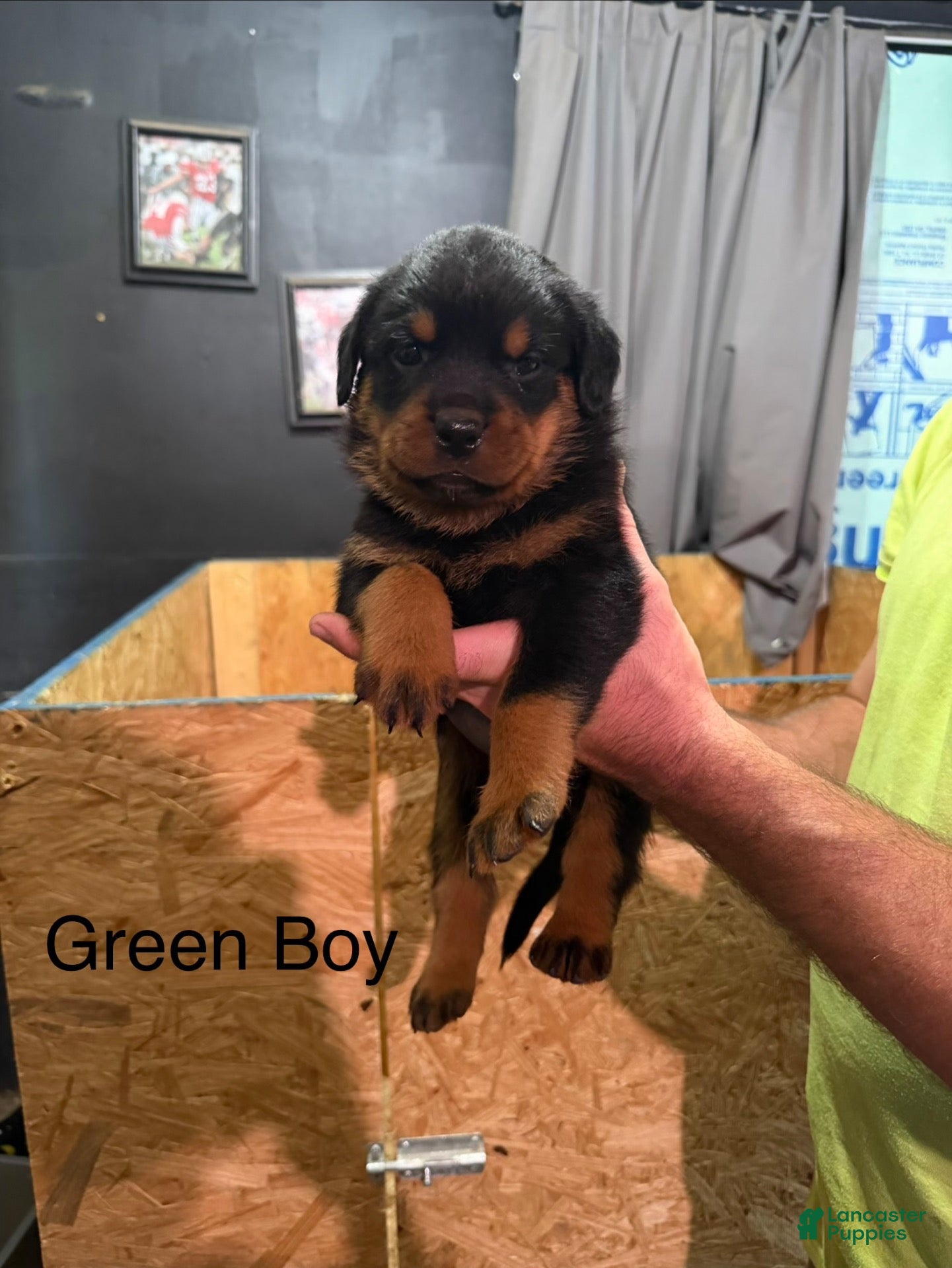 Rottweiler dogs Rottweiler 2 - Ad 2