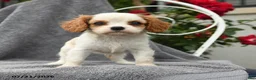 Cavalier King Charles Spaniel dogs for sale: Scarlett - Ad 4