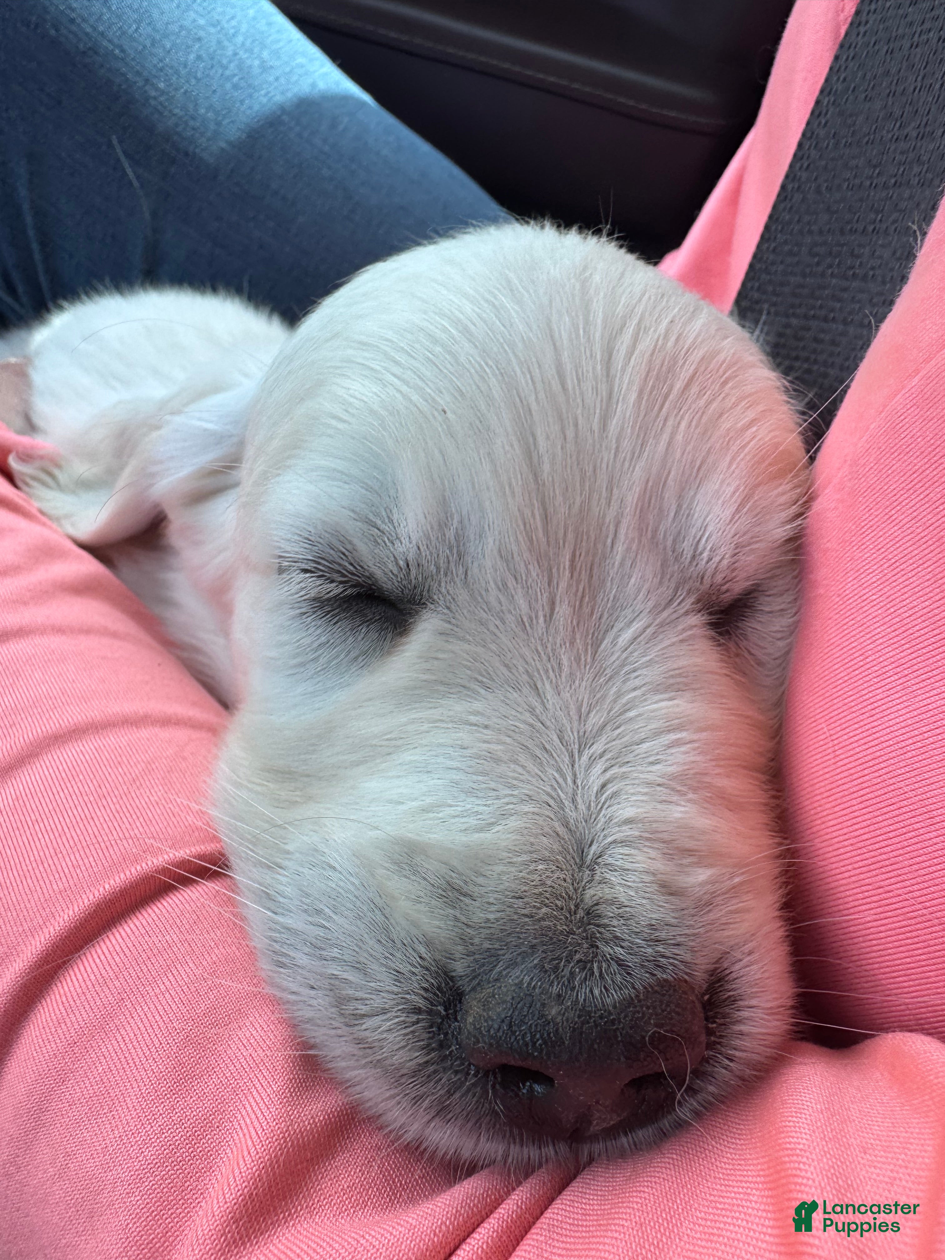Golden Retriever dogs Teal - Ad 2