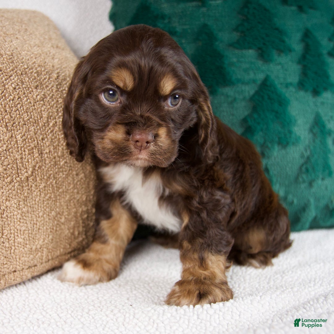 Cocker Spaniel dogs for sale: Rocky - Ad 2