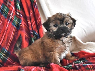 Teddy Bear dogs Roy - Ad 37