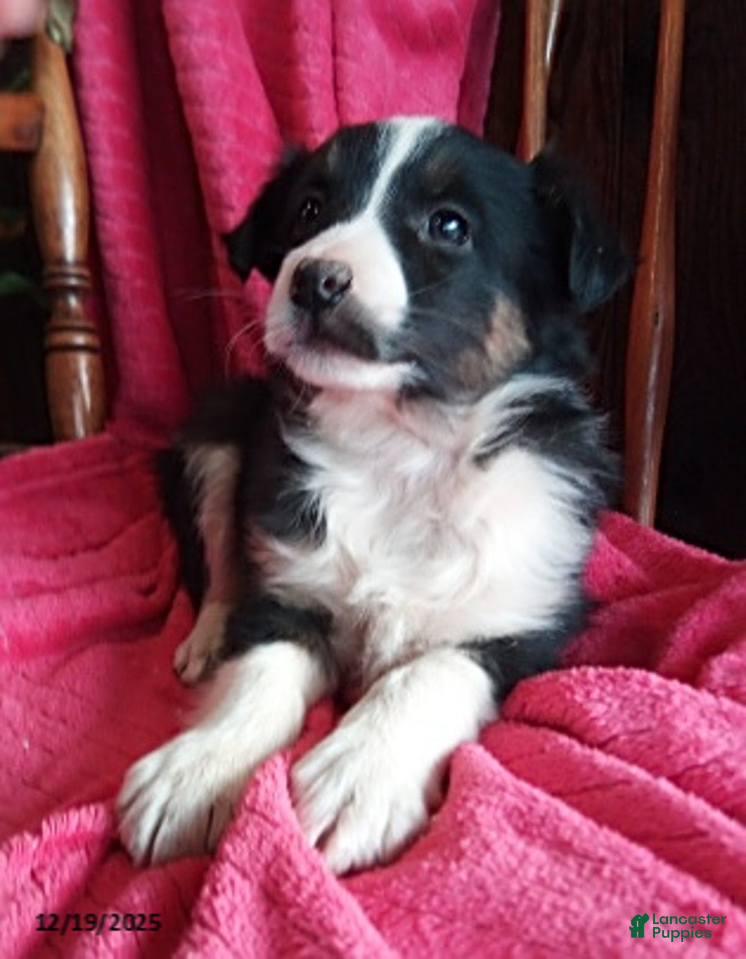 Miniature Australian Shepherd dogs for sale: Nicholas - Ad 2