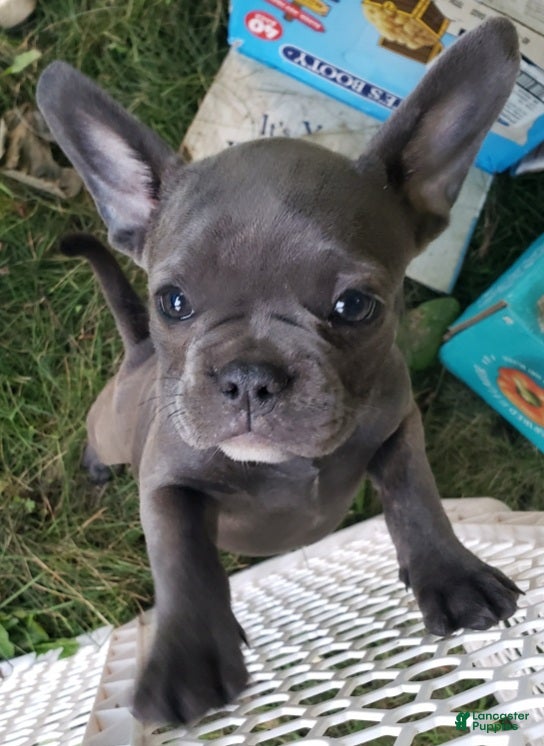 French Bulldog dogs Cali - Ad 1