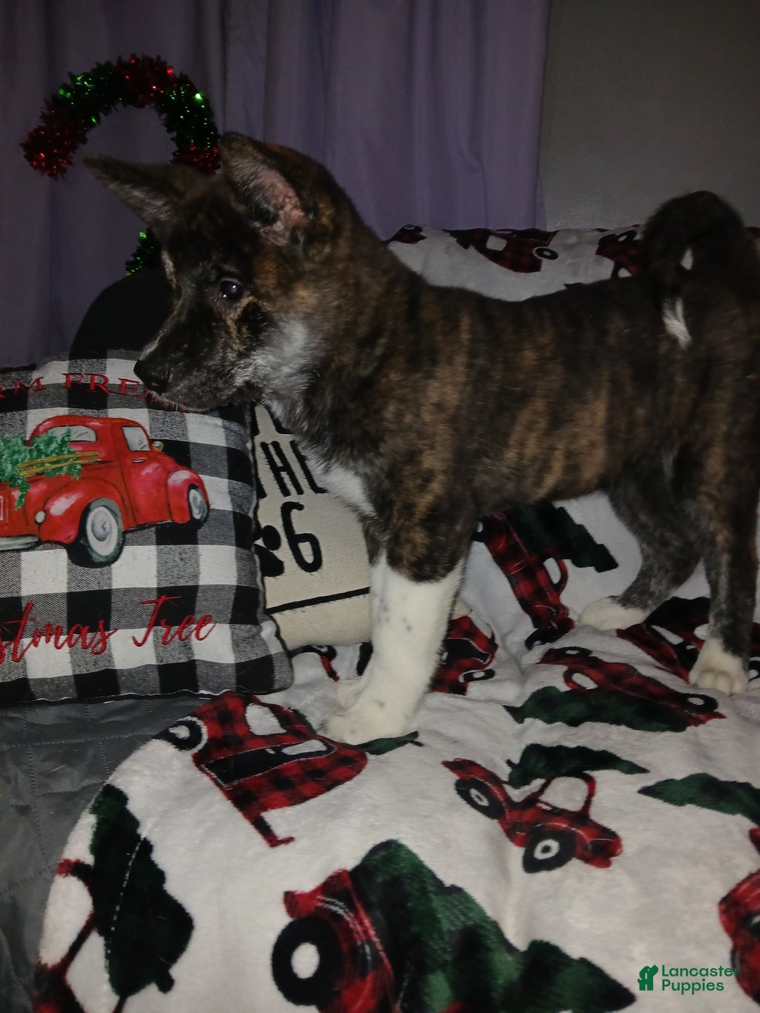 Akita dogs for sale: Astra - Ad 2