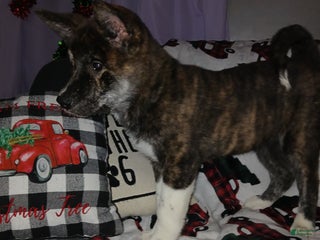 Akita dogs Astra - Ad 19