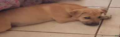 Mixed Breed 3
