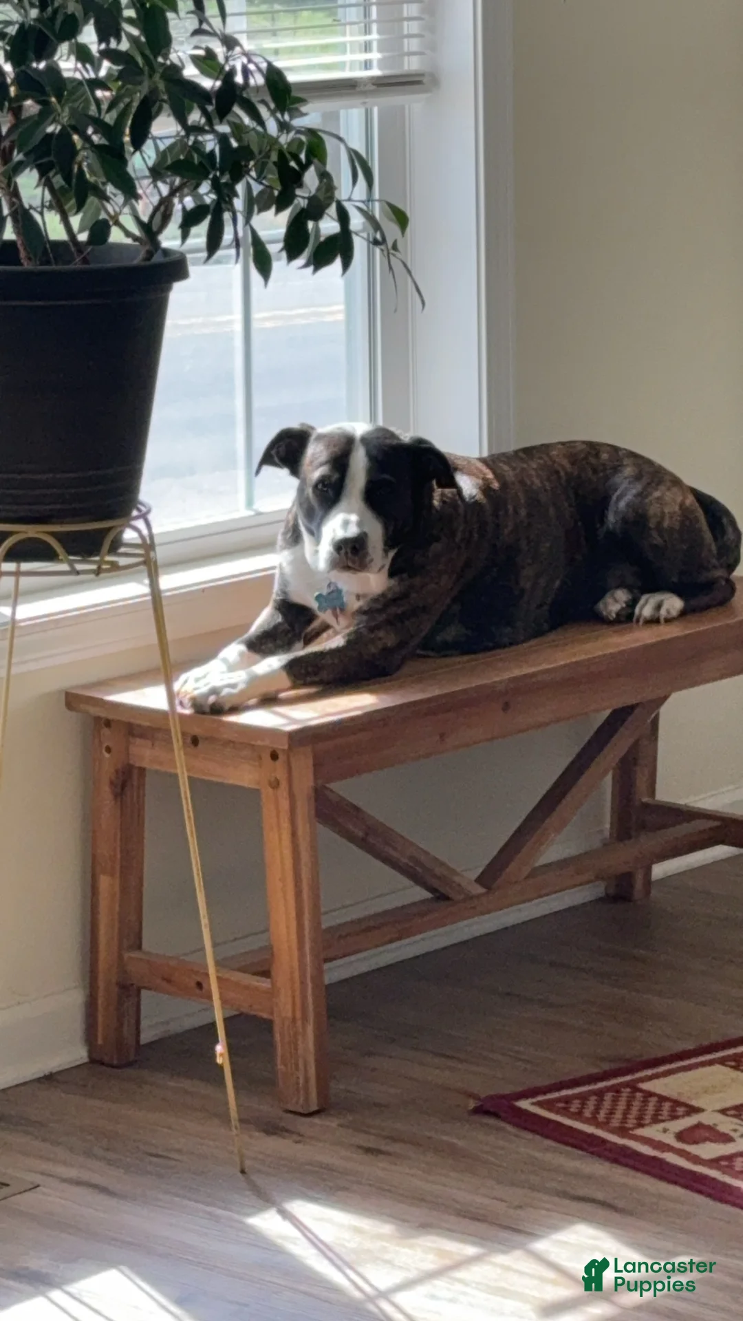 Mixed Breed dogs for sale:  Tank - Ad 5