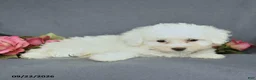 Bichon Frise dogs for sale: Libby - Ad 3