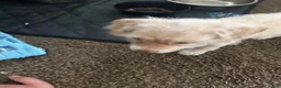 Mixed Breed dogs for sale: Mixed Breed 1 - Ad 6