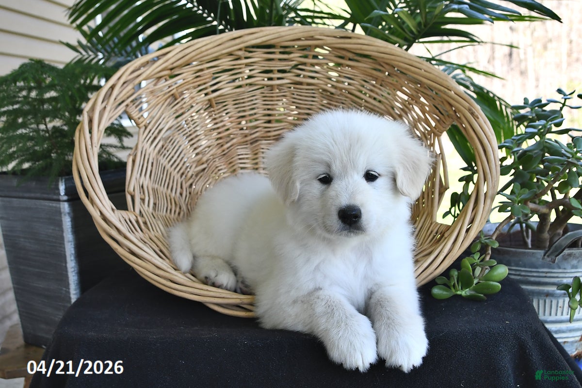 Samoyed dogs Chad - Ad 1