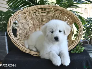 Samoyed dogs for sale: Chad - Ad 3