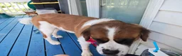 Mixed Breed dogs for sale: Marley - Ad 11
