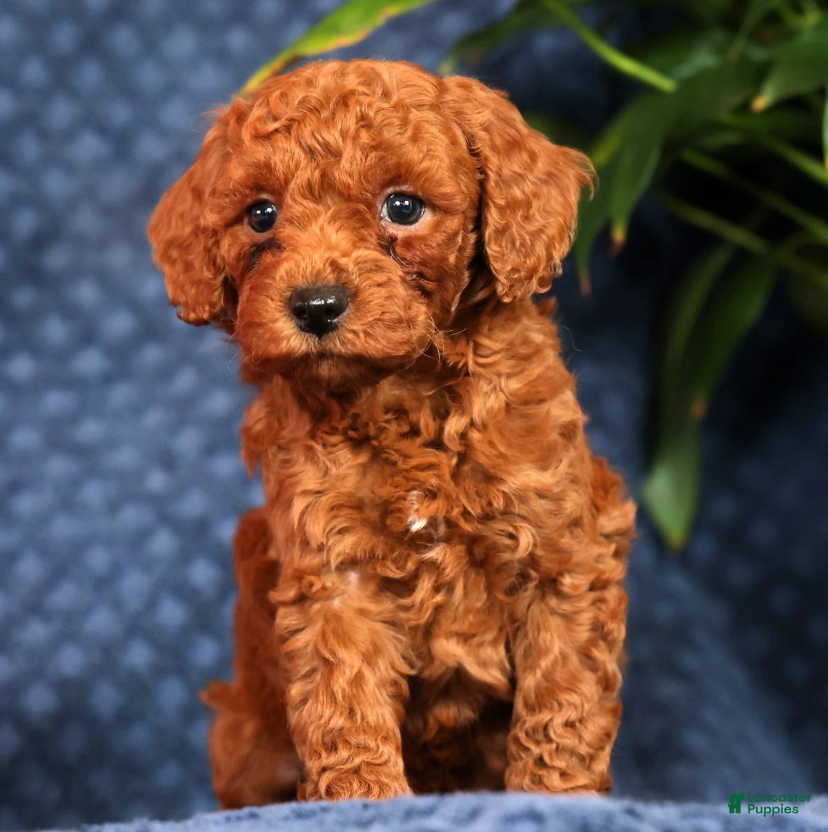 Cavapoo dogs Scotty - Ad 1