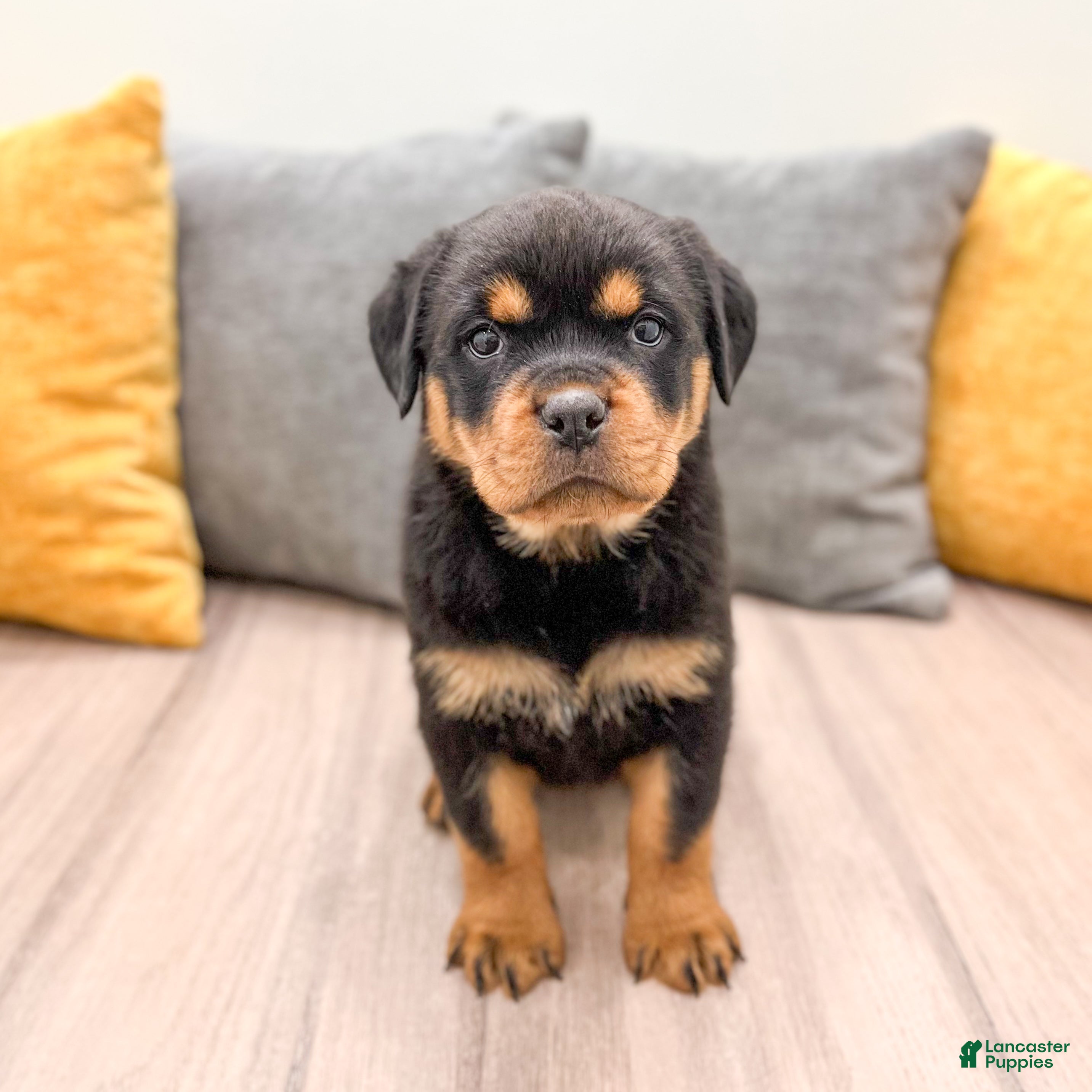 Rottweiler dogs Skye - Ad 11