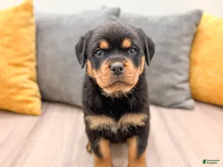 Rottweiler dogs Skye - Ad 12