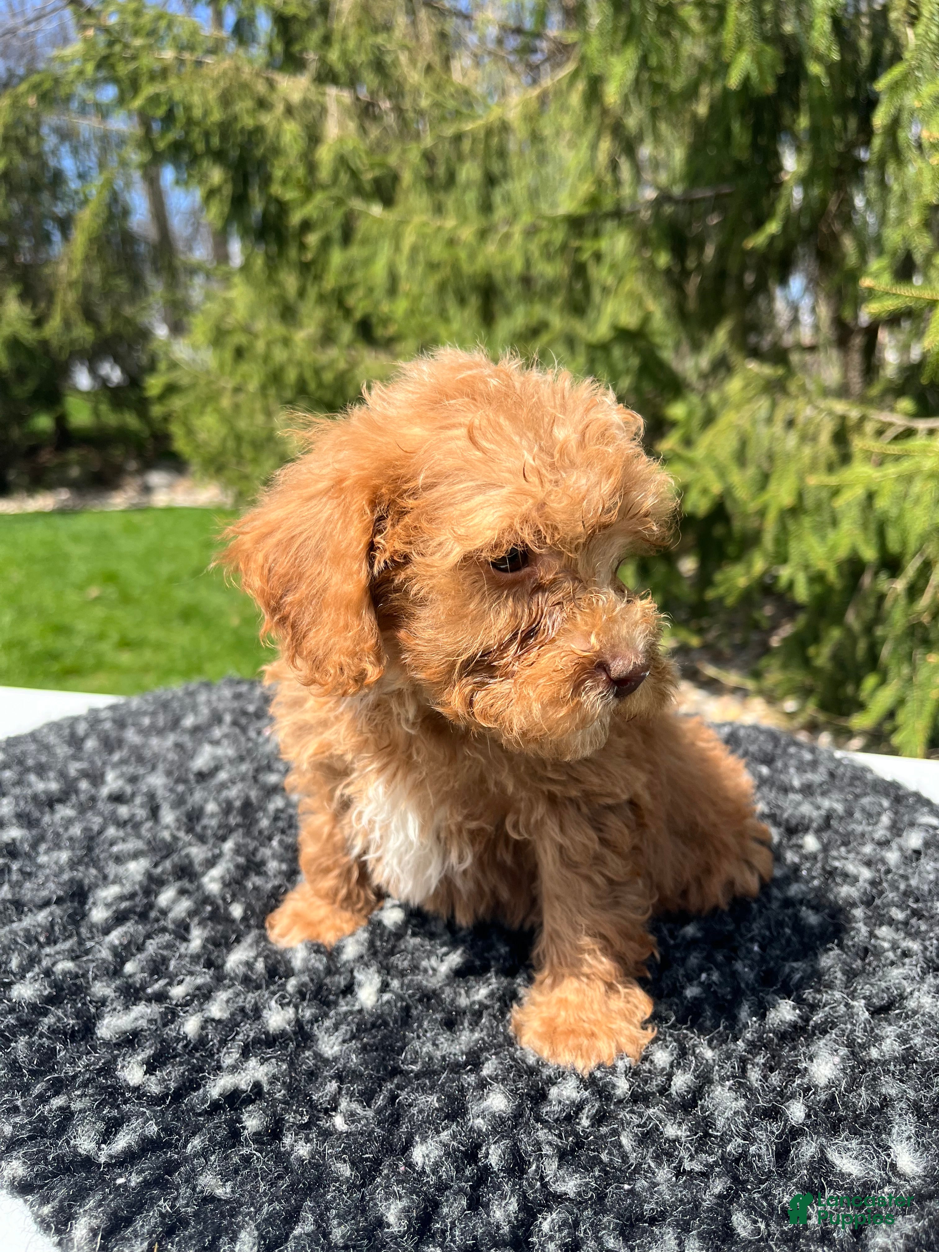 Mini Goldendoodle dogs Lily - Ad 2