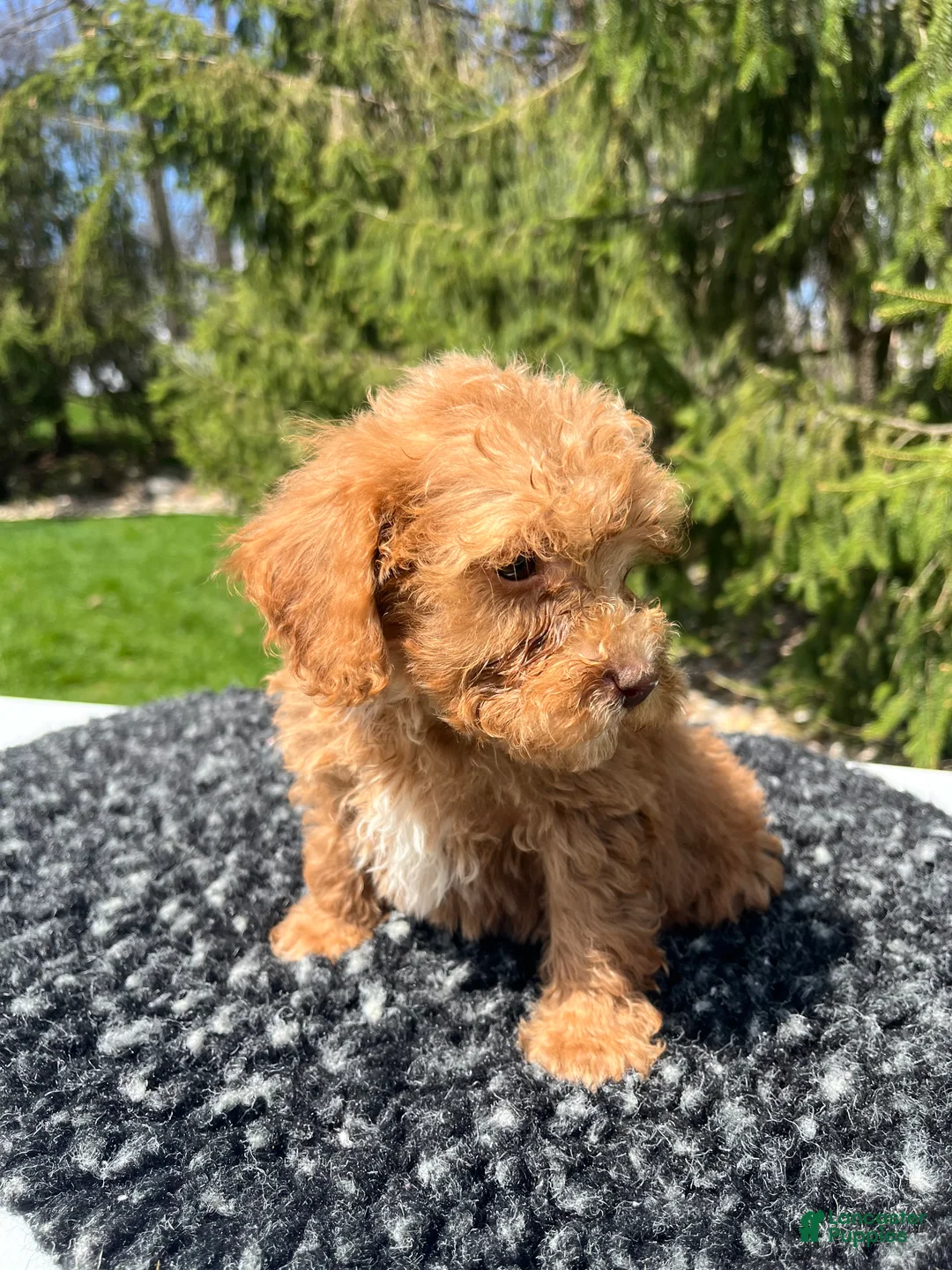 Mini Goldendoodle dogs for sale: Duke - Ad 1