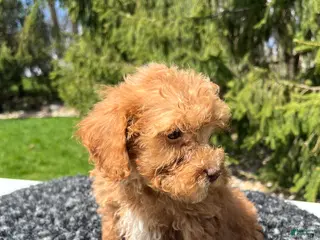 Mini Goldendoodle dogs Duke - Ad 16