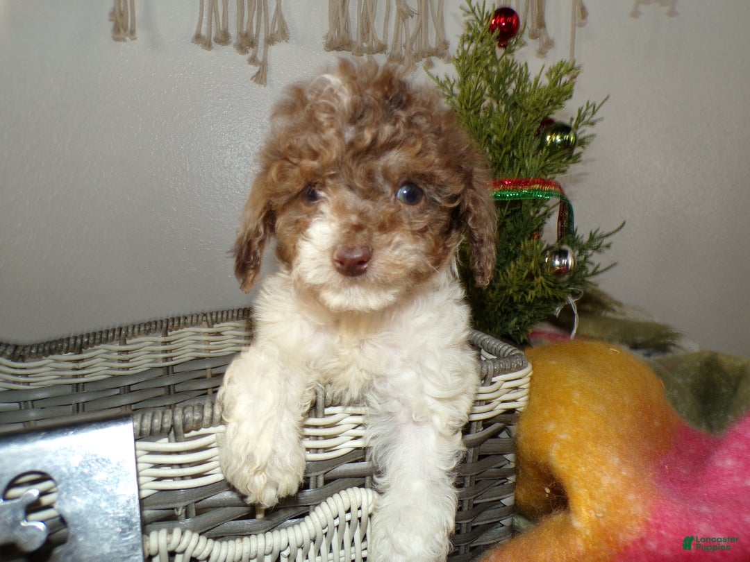 Toy Poodle dogs for sale: Toy Poodle Puppy 2 Damon - Ad 3