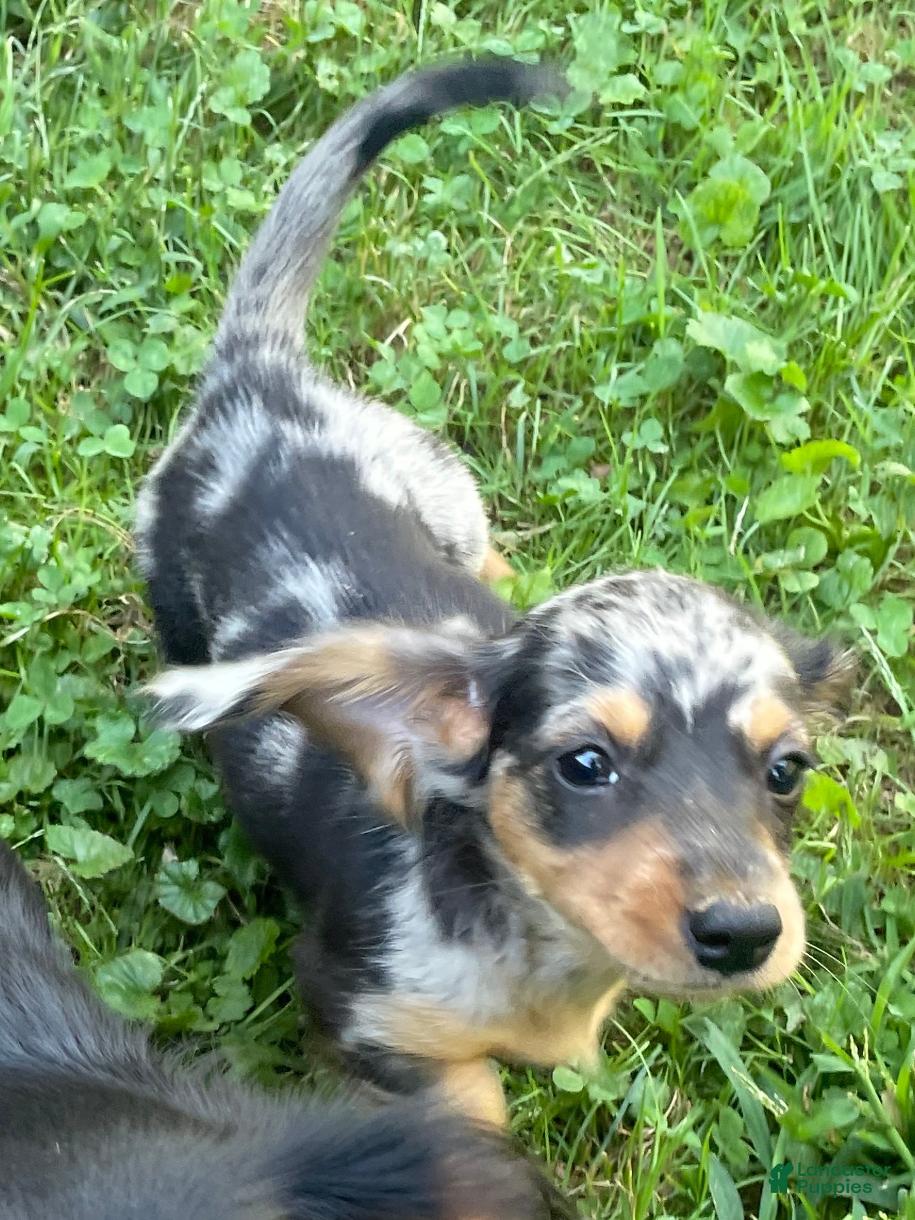 Miniature Dachshund dogs Jade - Ad 2