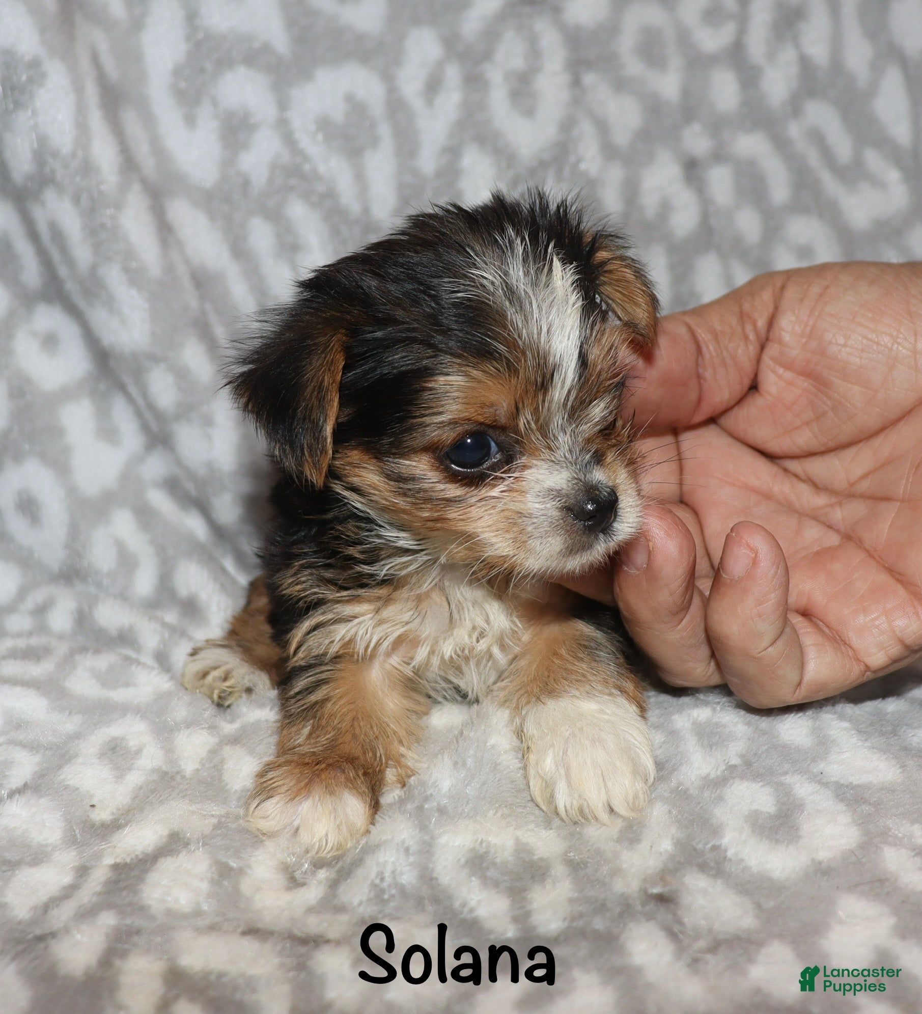 Yorkshire Terrier dogs for sale: Solana - Ad 3