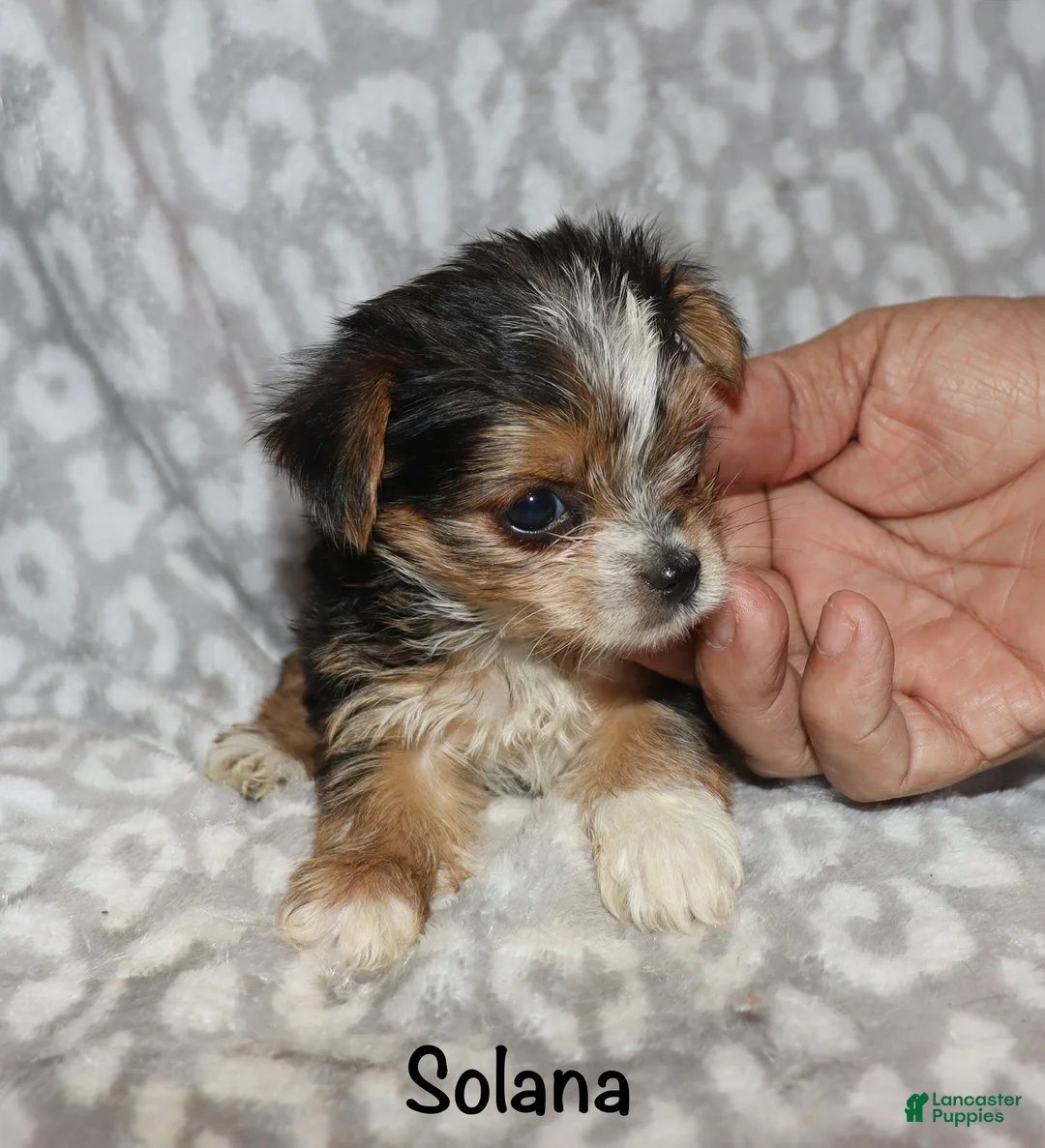 Yorkshire Terrier dogs for sale: Solana - Ad 1
