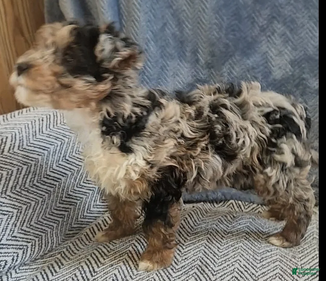 Yorkiepoo dogs for sale: Sally - Ad 7