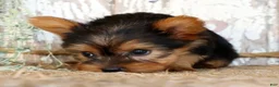 Morkie dogs for sale: Opal - Ad 5
