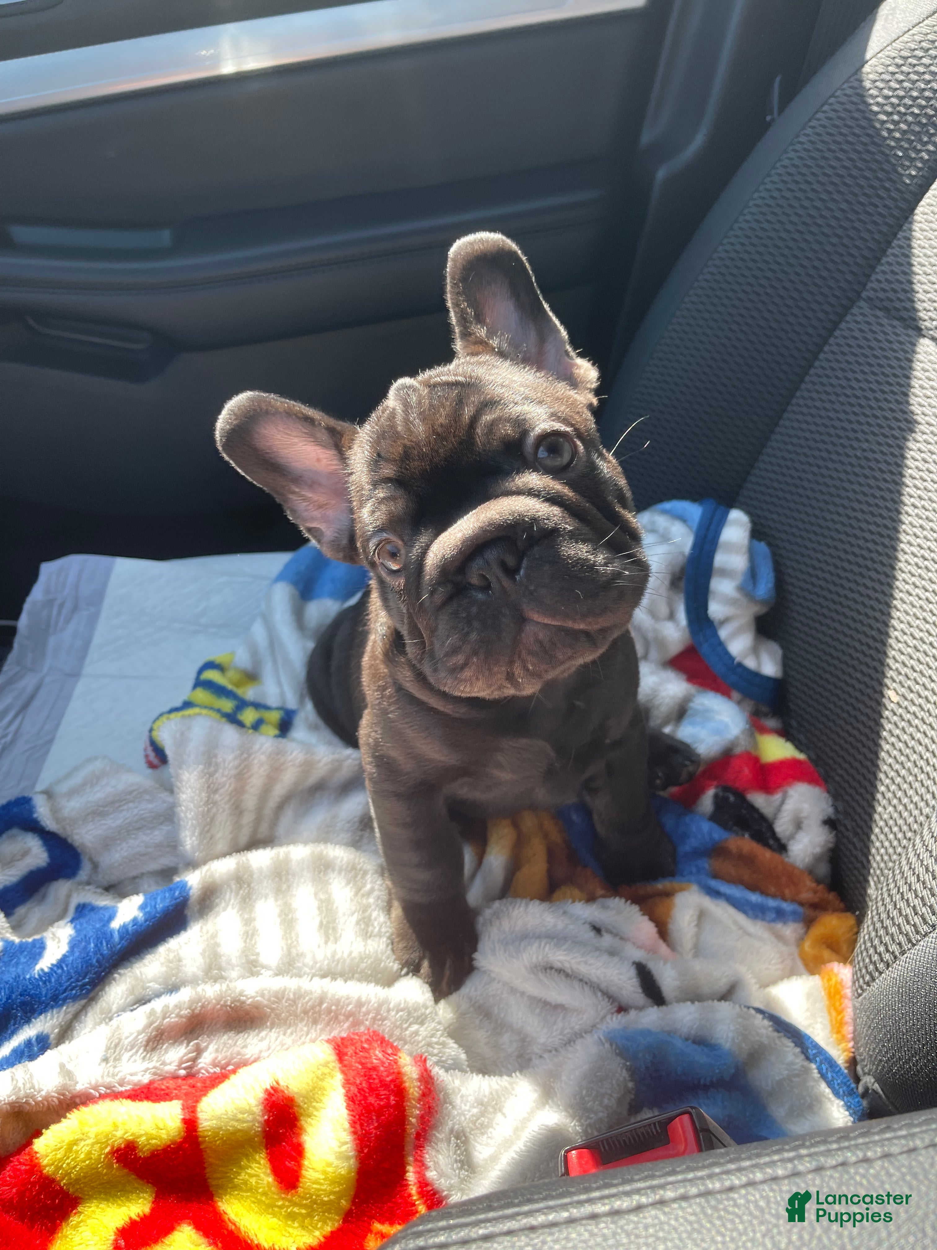 French Bulldog dogs Freddy - Ad 1