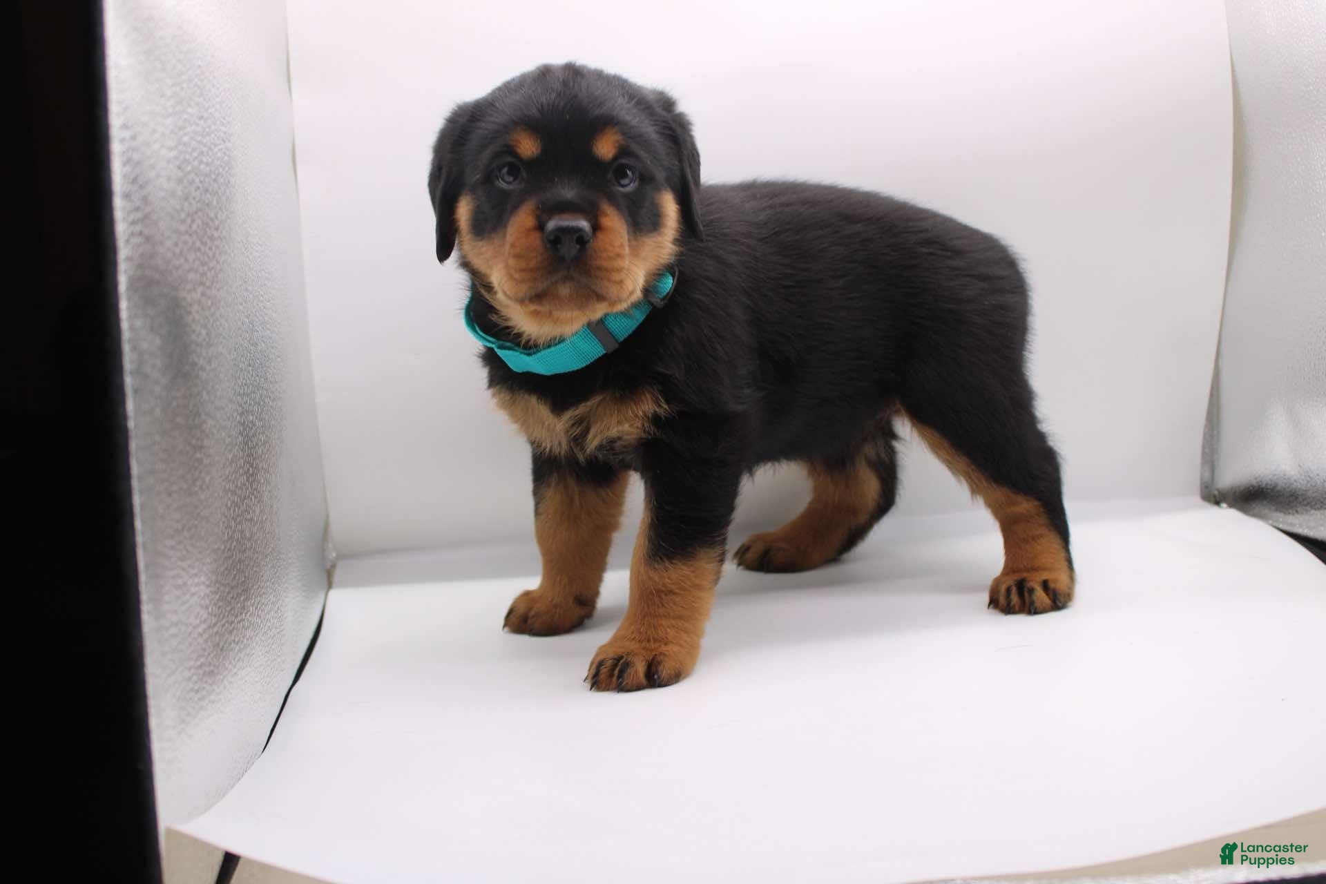 Rottweiler dogs  Puppy 3 - Ad 2