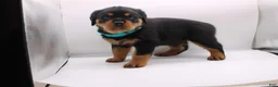Rottweiler dogs for sale:  Puppy 3 - Ad 1