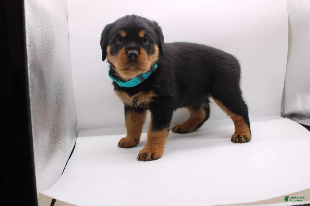 Rottweiler dogs for sale:  Puppy 3 - Ad 1