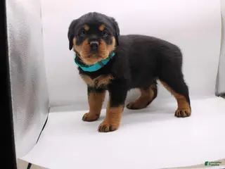Rottweiler dogs Puppy 3 - Ad 2