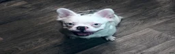 French Bulldog dogs for sale: Apollo  - Ad 3