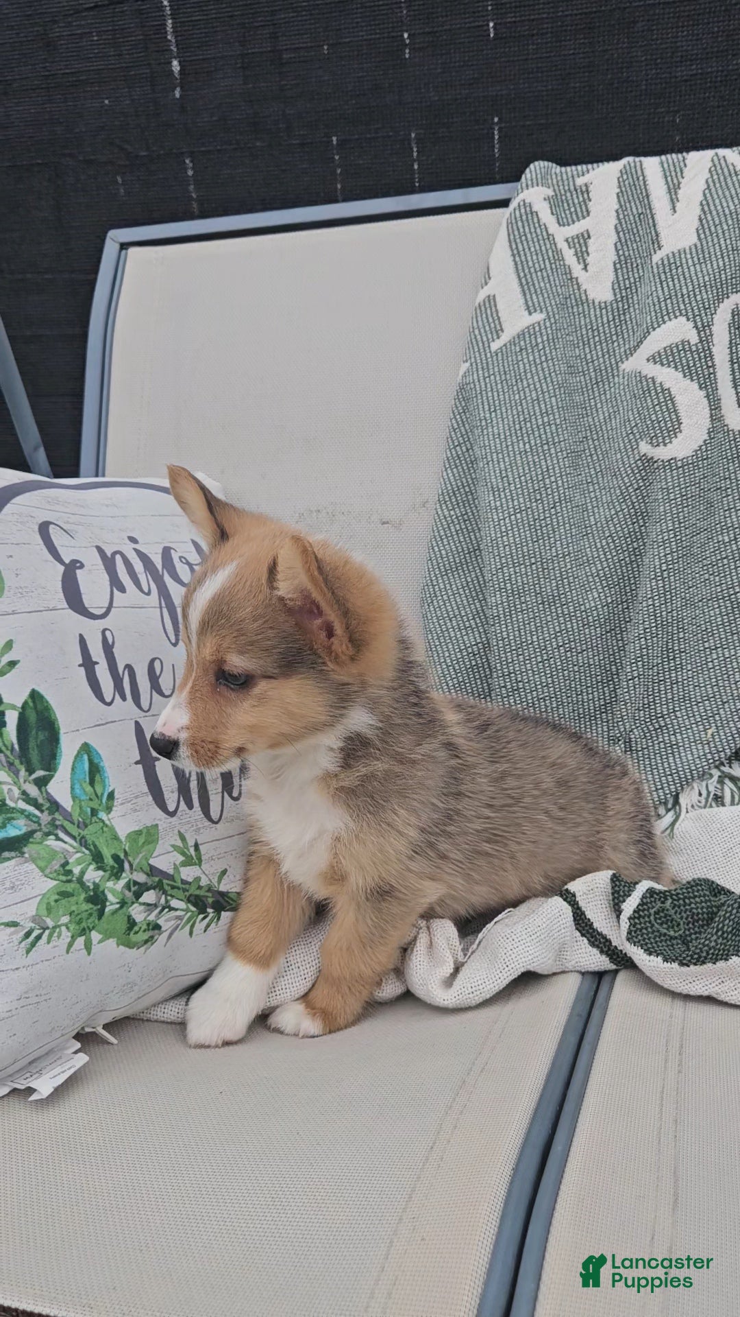 Mixed Breed dogs Archer - Ad 18