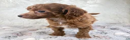 Toy Poodle dogs for sale: Xander - Ad 5