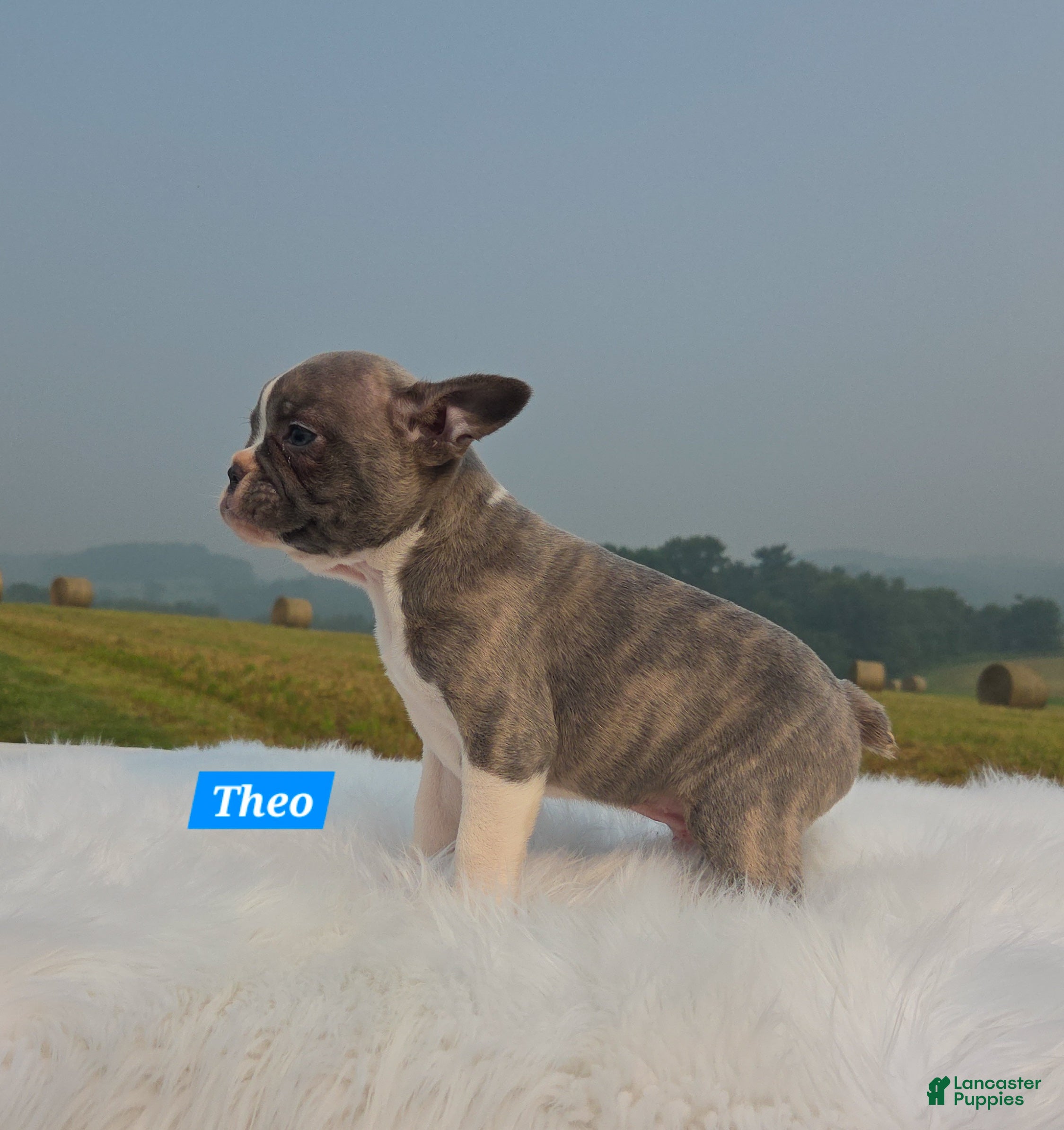 Frenchton dogs for sale: Theo - Ad 1