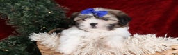 Shih Tzu dogs for sale: Jared - Ad 1
