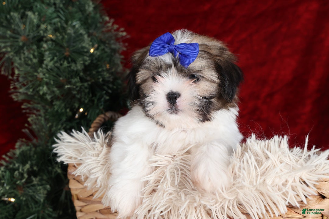 Shih Tzu dogs for sale: Jared - Ad 1