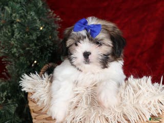 Shih Tzu dogs Jared - Ad 33