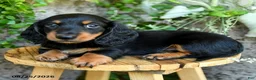 Miniature Dachshund dogs for sale: Elliot - Ad 4