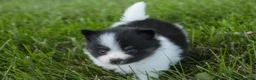Pomeranian dogs for sale: Artemis Pomeranian  - Ad 2