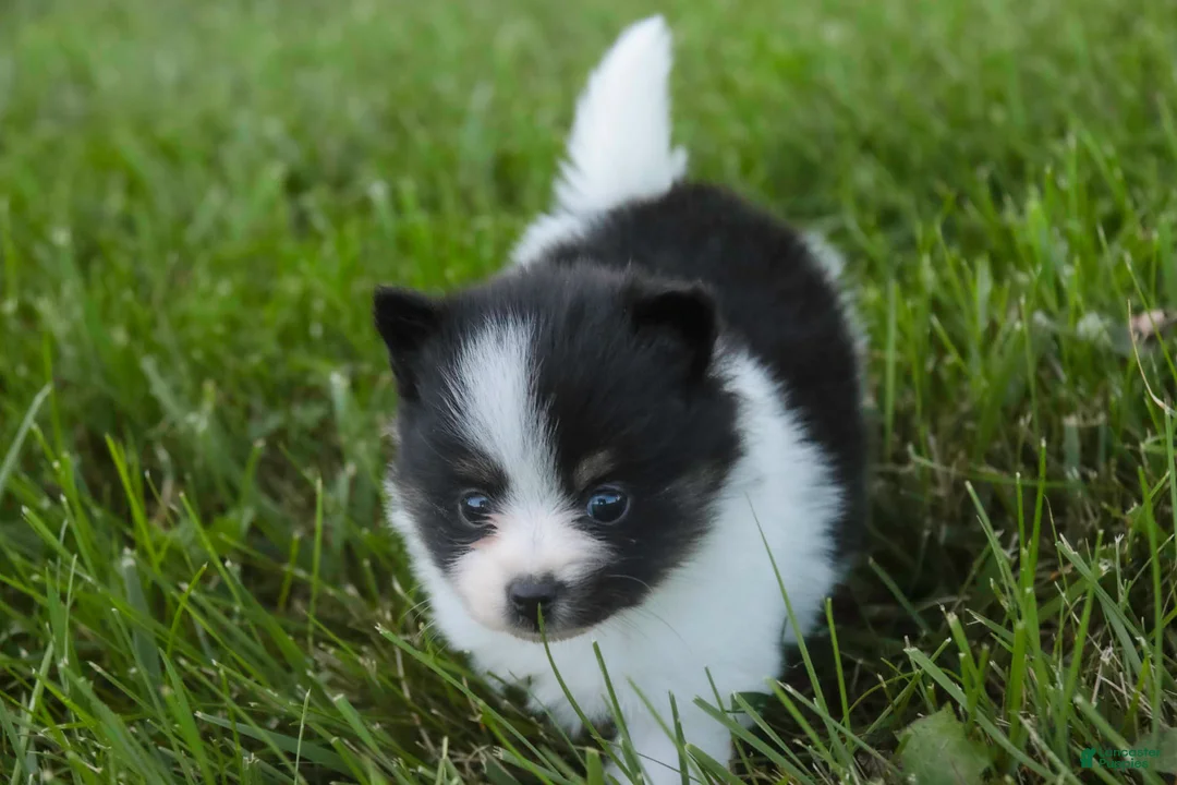 Pomeranian dogs for sale: Artemis Pomeranian  - Ad 2