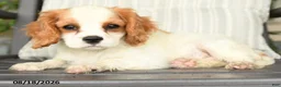 Cavapoo dogs for sale: Cherries - Ad 5