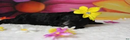 Bernedoodle dogs for sale: Raveena  - Ad 3