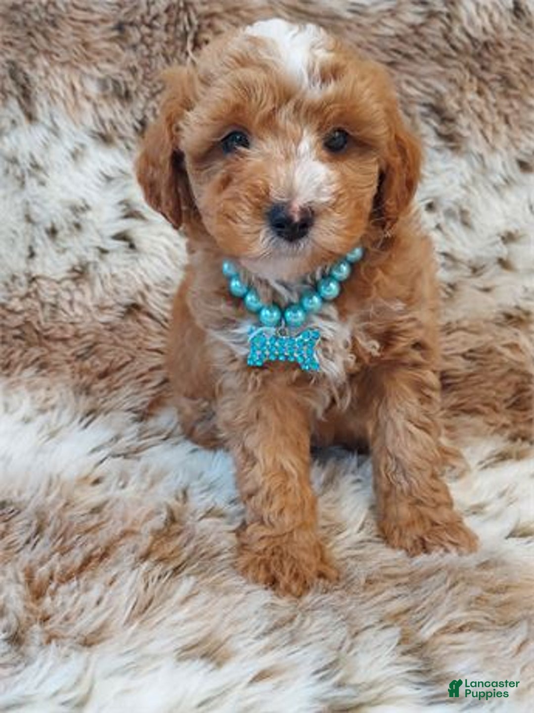 Miniature Poodle dogs for sale: Miniature Poodle Puppy 1 - Ad 1