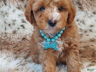 Miniature Poodle dogs Miniature Poodle Puppy 1 - Ad 37