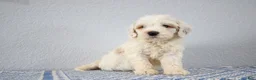 Mini Goldendoodle dogs for sale: Vlad - Ad 6